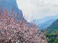 Himalayan cherry blossoms is a rare delight.