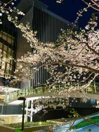 【東京ミッドタウン/東京都】200mの桜並木を昼も夜も堪能