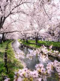 【埼玉の名所！】川越氷川神社の裏手にある桜並木が美しい！🌸
