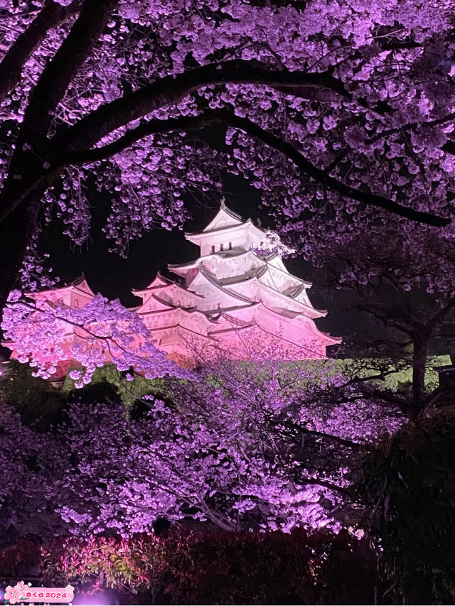 【2024年桜】姫路城夜桜会「千姫幻想曲輪」