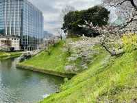 CoStudio | 千鳥ケ淵 - 桜の楽園🌸🏞️