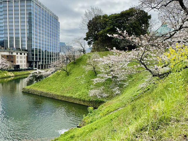 CoStudio | 千鳥ケ淵 - 桜の楽園🌸🏞️