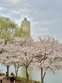 벚꽃축제는 석촌호수에서🌸