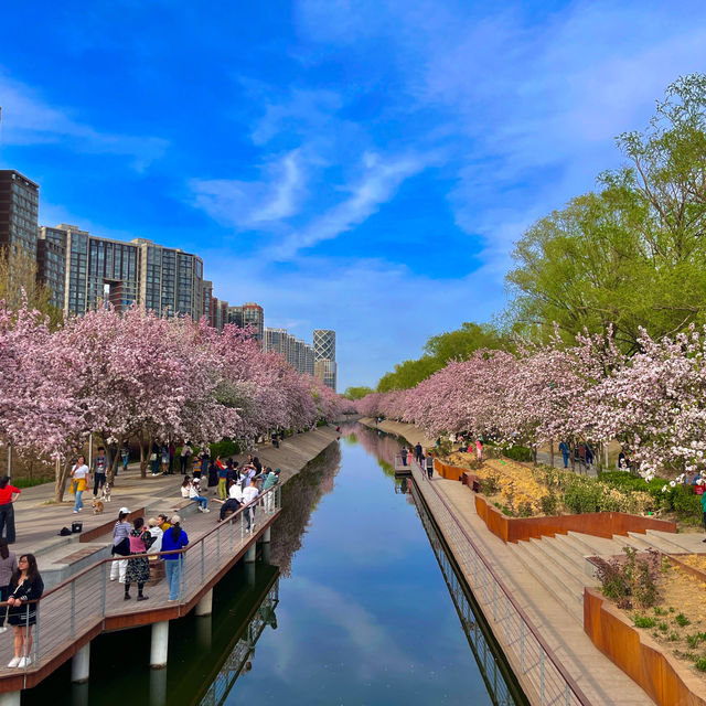 Bike ride through beautiful blossoms in Beijing 🌺🌸