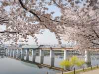 Cherry Blossom along the Ayang Bridge