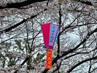 【東京】飛鳥山公園：櫻花🌸賞景，3月底-4月上旬最佳