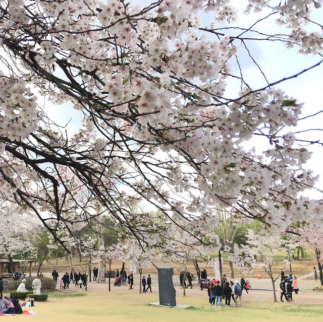 【首爾】兒童大公園：春天賞櫻，不容錯過！