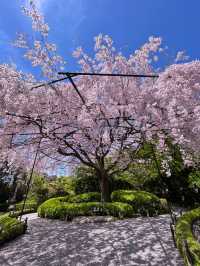 そうだ京都行こう🌸雅な桜を楽しもう🌸退蔵院