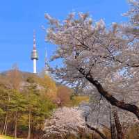桜レポ🌸ソウル📍南山タワー