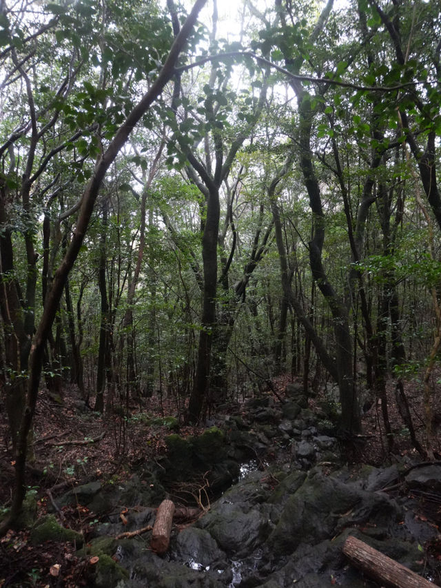 서귀포 치유의 숲 방문 후기 🌲🍃
