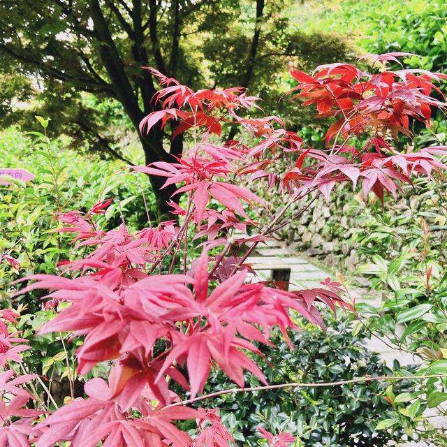 台北· 大梯田花卉生態農園