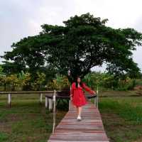 The Cavalli Casa Resort อยุธยา