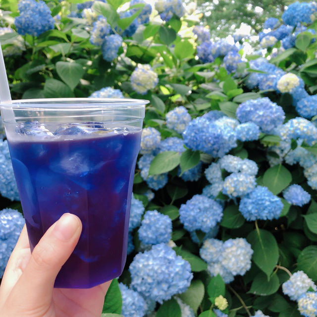 紫陽花に囲まれる幻想的な青の世界へ行ってみよう！