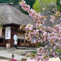 下野街道大內宿櫻花