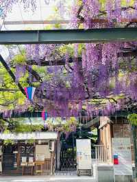 【國領神社/東京都】千年乃藤と飛び出す御朱印