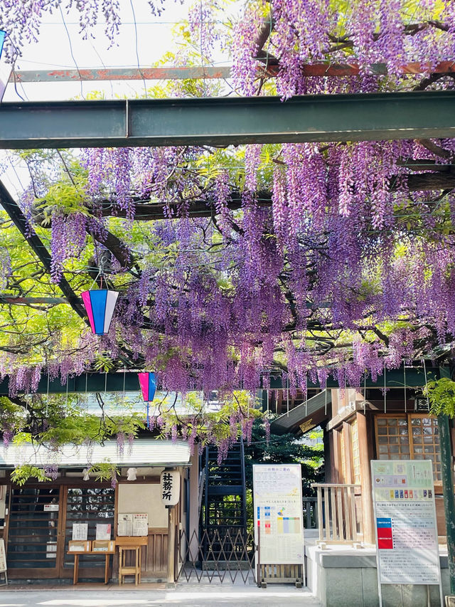 【國領神社/東京都】千年乃藤と飛び出す御朱印
