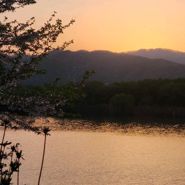 봄바람 가득, 춘천 공지천에서 만나는 4월의 마법 🌸🍃