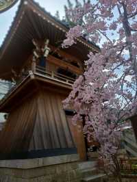 【春旅】桜香る有馬をお散歩♪