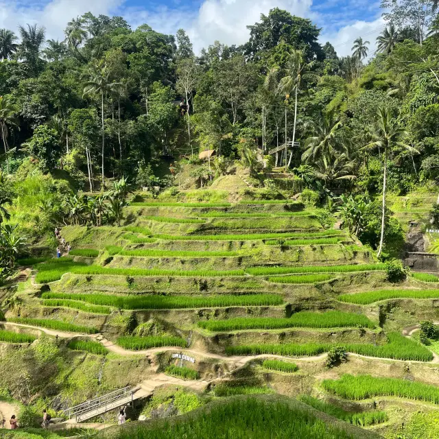 The 2 must visit places in Ubud, Bali.