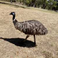 Cleland Wildlife Park
