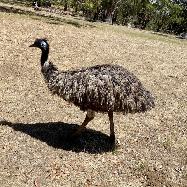 Cleland Wildlife Park