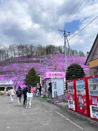北海道最推薦的芝櫻公園💐