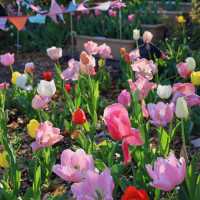 【2024春天好去處】花海公園，賞花回憶