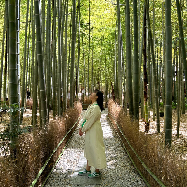 가마쿠라 가볼만한 곳, 호코쿠지 대나무숲 🎋