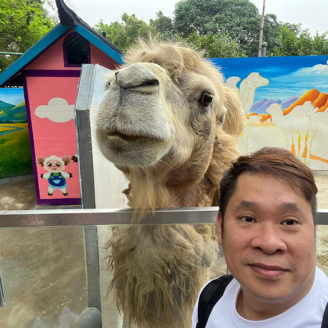 【中山紫馬嶺動物園】乾淨整潔，零距離接觸大笨象🐘！