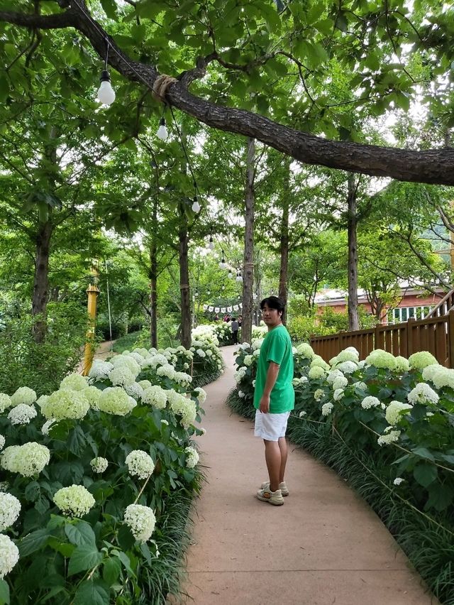 진주에서 가장 많은 수국을 볼수있는곳