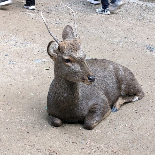 秋の奈良