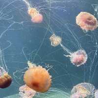 The amazing underwater world at SEA Aquarium