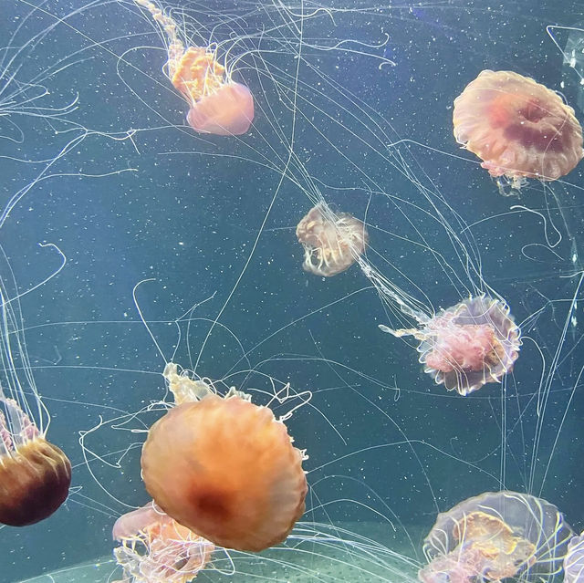 The amazing underwater world at SEA Aquarium