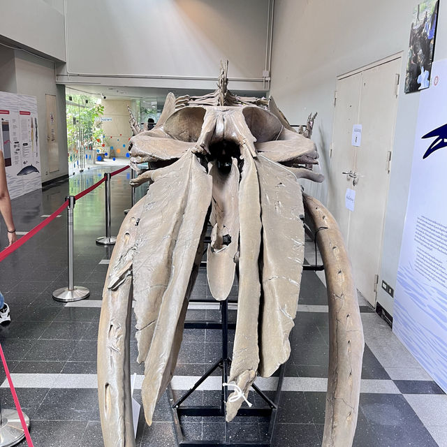 พิพิธภัณฑไดโนเสาร์🦖🦕