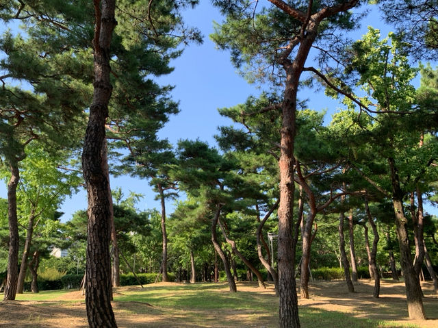 “대구에서 만나는 자연의 아름다움, 두류공원”