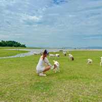 ชวนไปเลี้ยงแพะ ที่นิวซีแลนด์เมืองไทย
