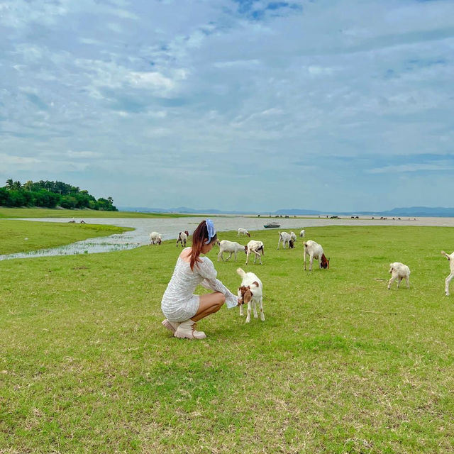 ชวนไปเลี้ยงแพะ ที่นิวซีแลนด์เมืองไทย