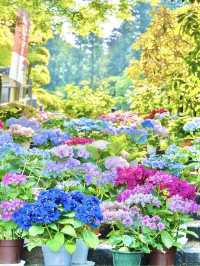 〜奈良県〜由緒あるお寺さん見られる紫陽花！絶景スポット