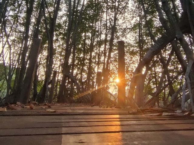 ชมป่าโกงกางสะพานรักษ์แสม