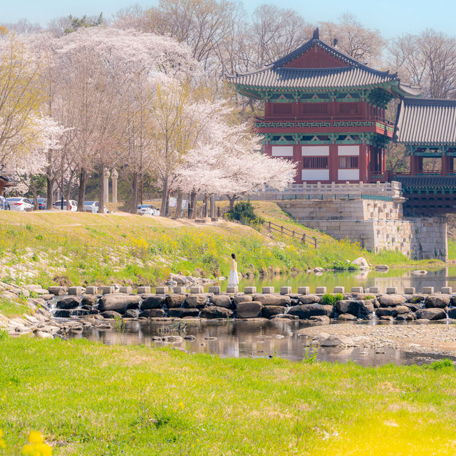 올 봄, 경주를 가야 하는 이유🌸