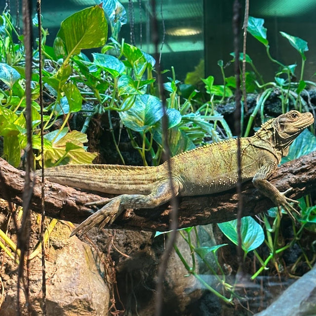 「東莞香市動物園」：近距離觀賞孔雀、非洲龜、斑馬，適合全家出遊！