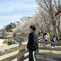 예쁜 꽃과 호수가 인상깊었던 이천 설봉공원🏞️