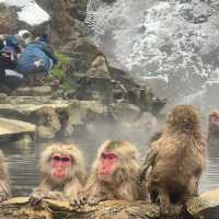 Jigokudani (Snow) Monkey Park ดูน้องลิงแช่ออนเซ็น🐵
