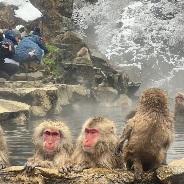 Jigokudani (Snow) Monkey Park ดูน้องลิงแช่ออนเซ็น🐵