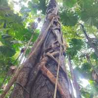 Daintree Rainforest: A Journey into Australia’s Pristine and Ancient Wilderness