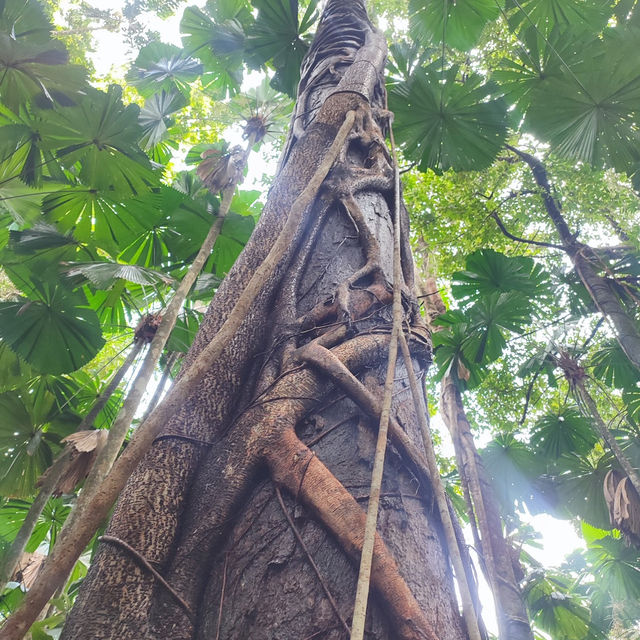 Daintree Rainforest: A Journey into Australia’s Pristine and Ancient Wilderness