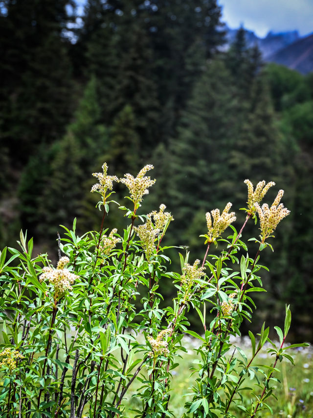 Summer Blossoms at Honghai Lake