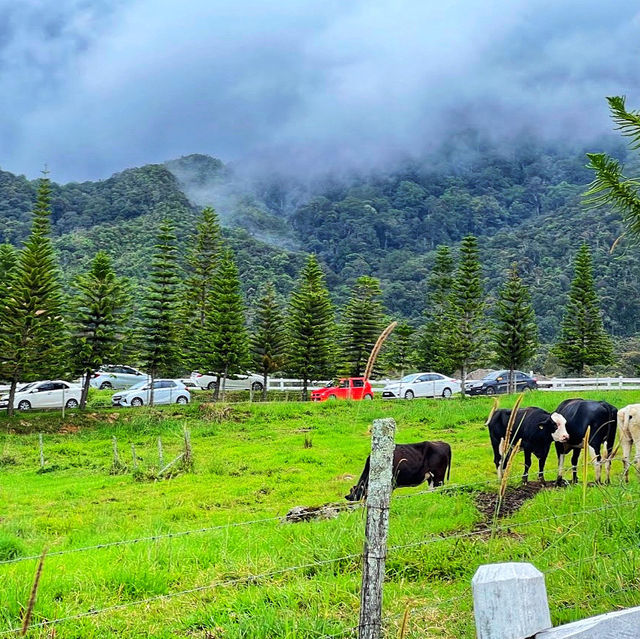 🇲🇾 Experience the Lush Grasslands of Desa Dairy Farm