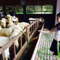 Delightful Experience Feeding Cute Apaches at Palio Thailand