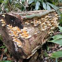 Spring Garden Kundasang, A Slice of Nature's Paradise